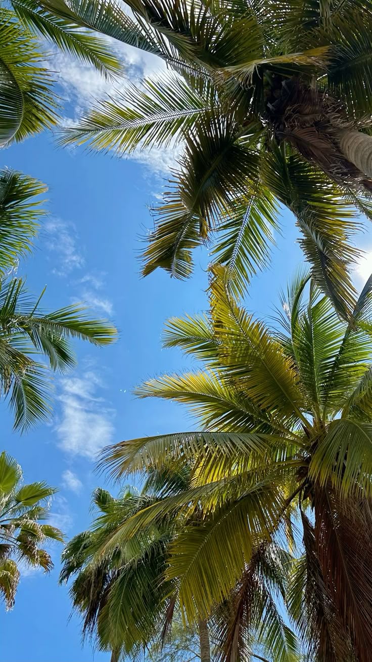 Verano!
